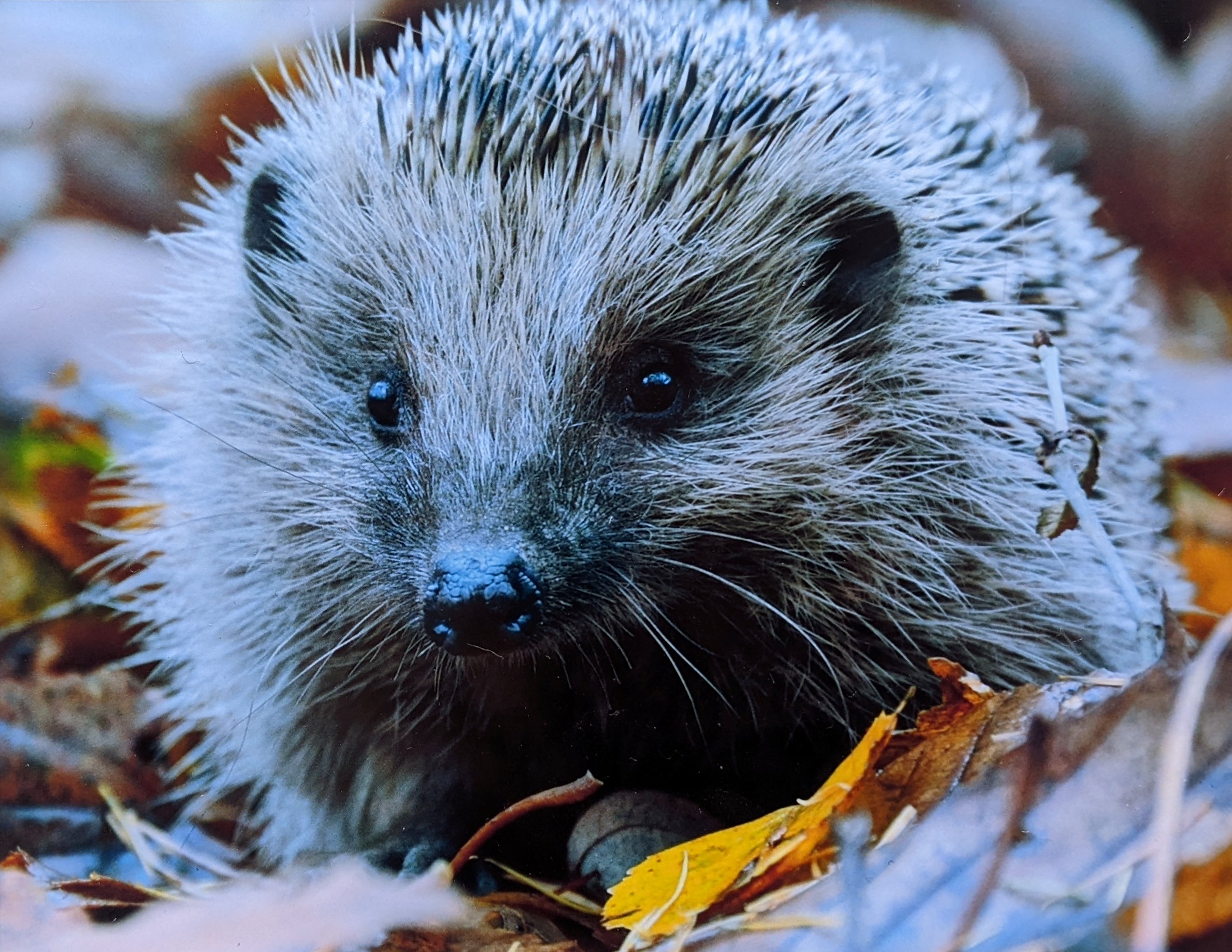Hedgehog Photo Pack