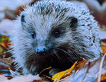 Load image into Gallery viewer, Hedgehog Photo Pack