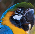 Load image into Gallery viewer, McCaw Photo Pack