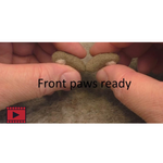 Load image into Gallery viewer, 'Hope' ballerina outfit & Teddy Bear kit with 75 minutes high quality online Felting video tutorial Workshop by Anna Potapova