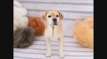 Load and play video in Gallery viewer, Masterclass Workshop Tutorial - Needle Felted Labrador Dog
