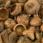 Load image into Gallery viewer, Large Acorn Cups - Pack of 12