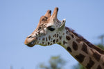 Load image into Gallery viewer, Needle Felted Giraffe Picture Kit