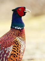 Load image into Gallery viewer, Needle Felted Pheasant Picture Kit