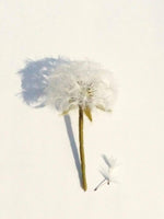 Load image into Gallery viewer, Workshop in a Box - Needle Felted Dandelions by Anna Potapova