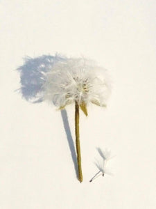 Workshop in a Box - Needle Felted Dandelions by Anna Potapova