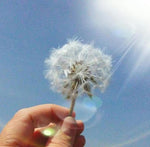 Load image into Gallery viewer, Workshop in a Box - Needle Felted Dandelions by Anna Potapova