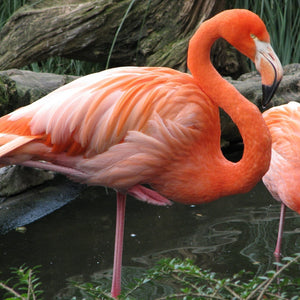 Flamingo 2D Needle Felting Supplies Kit - Mini Online Tutorial Course