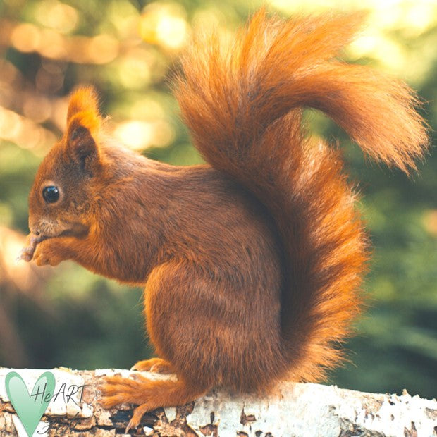 Squirrel 2D Needle Felting Supplies Kit - Mini Online Tutorial Course