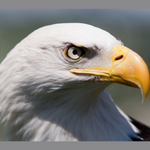 Load image into Gallery viewer, Needle Felted Bald Eagle Picture Kit
