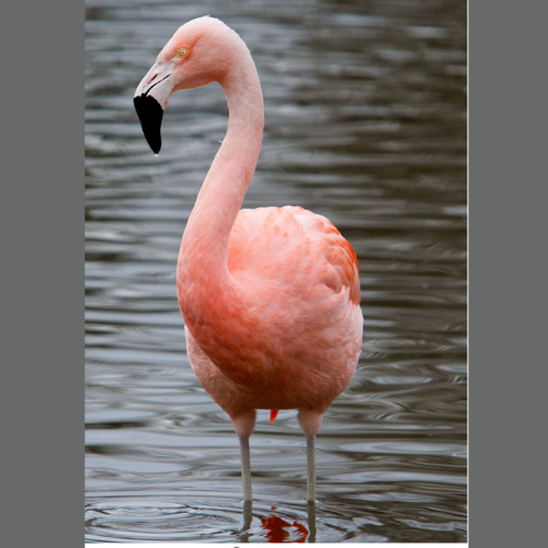 Flamingo Photo Pack