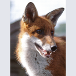 Load image into Gallery viewer, Needle Felted Fox Picture Kit
