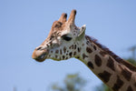 Load image into Gallery viewer, Needle Felted Giraffe Picture Kit
