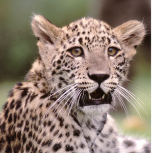 Leopard Cub Photo Pack