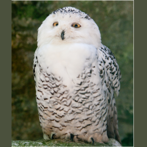 Snowy Owl Photo Pack